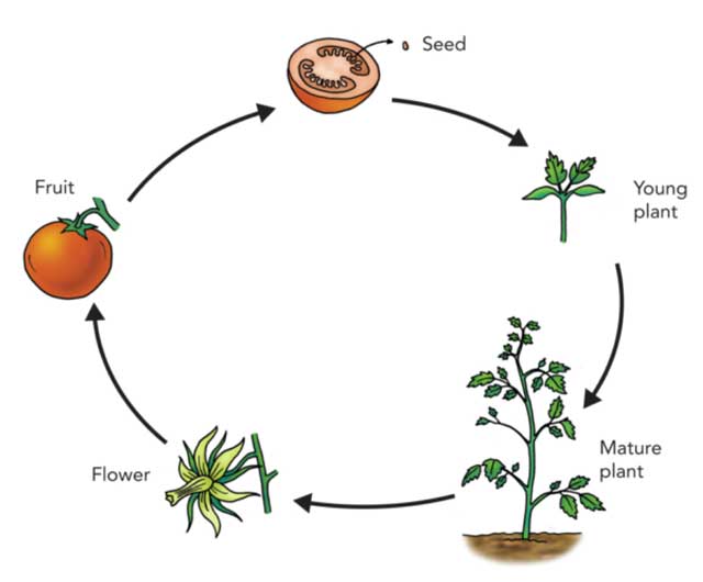 life-cycle-of-plants
